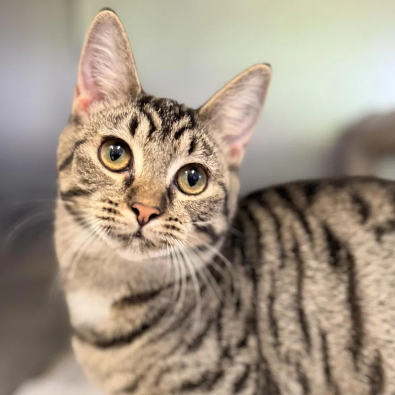 A baby medium-sized female Gray / Blue / Silver Domestic Short Hair cat named Kehlani for adoption in Columbus, OH