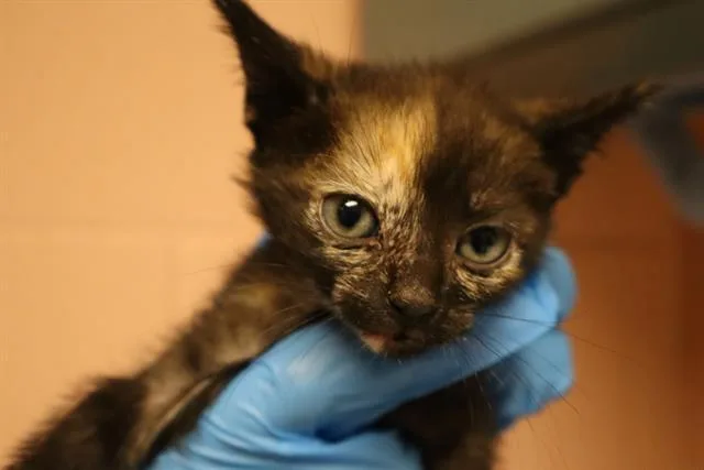 A baby small-sized female Domestic Short Hair cat named Valentina for adoption in Columbia, SC