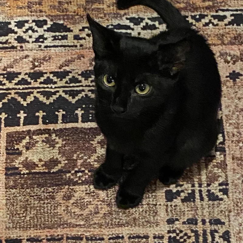 Catalina thumbnail 2