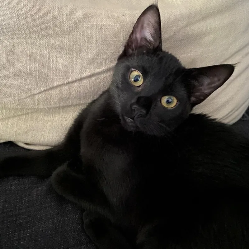 Catalina thumbnail 3