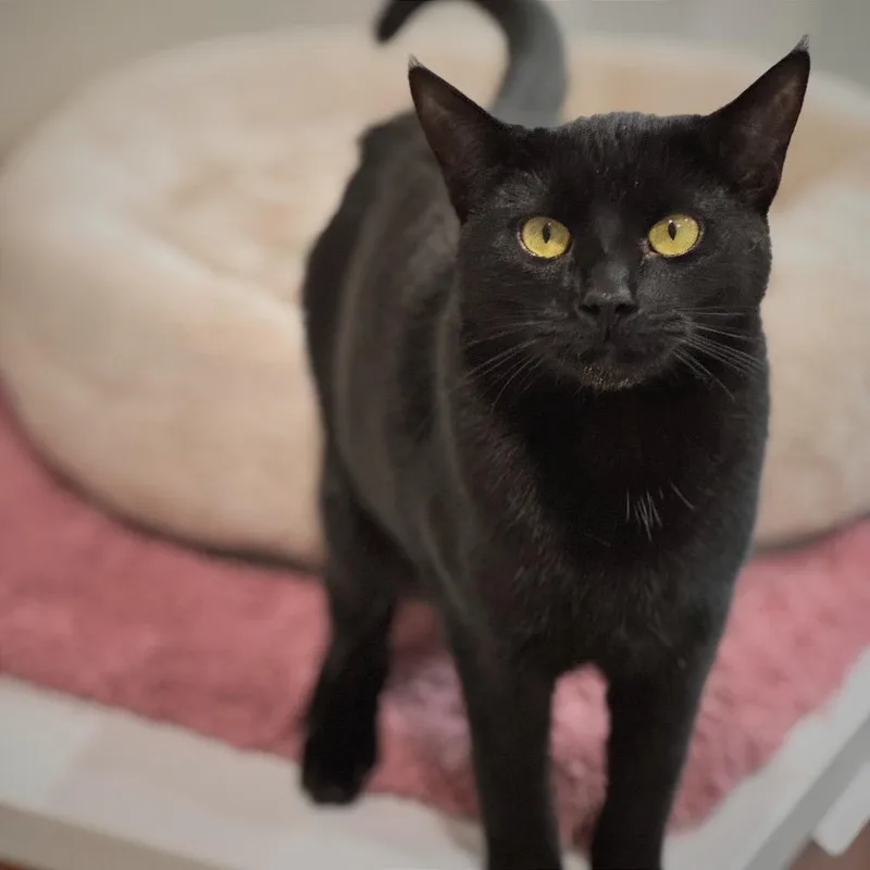 Catalina thumbnail 4