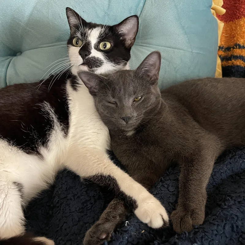 A young large-sized female Black & White / Tuxedo Domestic Short Hair cat named Warsaw for adoption in Joliet, IL