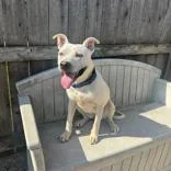 An adult medium-sized female Mixed Breed dog named Luna Mae for adoption in Hilliard, OH