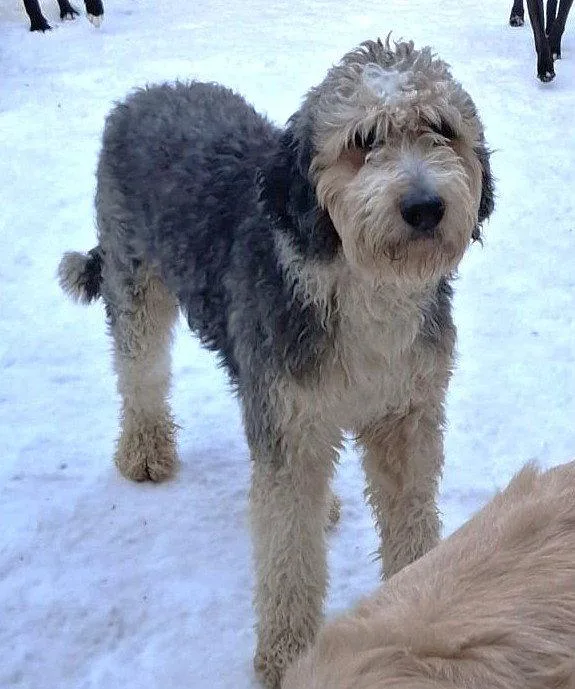 An adult large-sized male Standard Poodle dog named Xp Chase for adoption in Rockaway, NJ