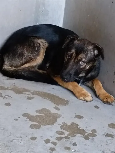 A baby medium-sized male German Shepherd Dog dog named Jasper Cole for adoption in San Bernardino, CA