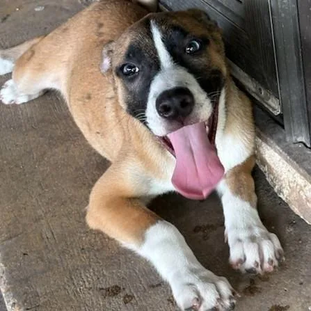 A baby small-sized female Yellow / Tan / Blond / Fawn Boxer dog named Peaches for adoption in San Antonio, TX