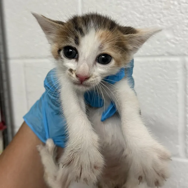 A baby small-sized female Domestic Short Hair cat named Astrid A for adoption in Edinburg, TX