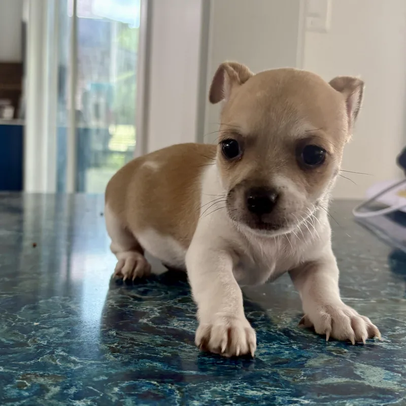A baby small-sized male Chihuahua dog named Leonardo for adoption in Charlotte, NC