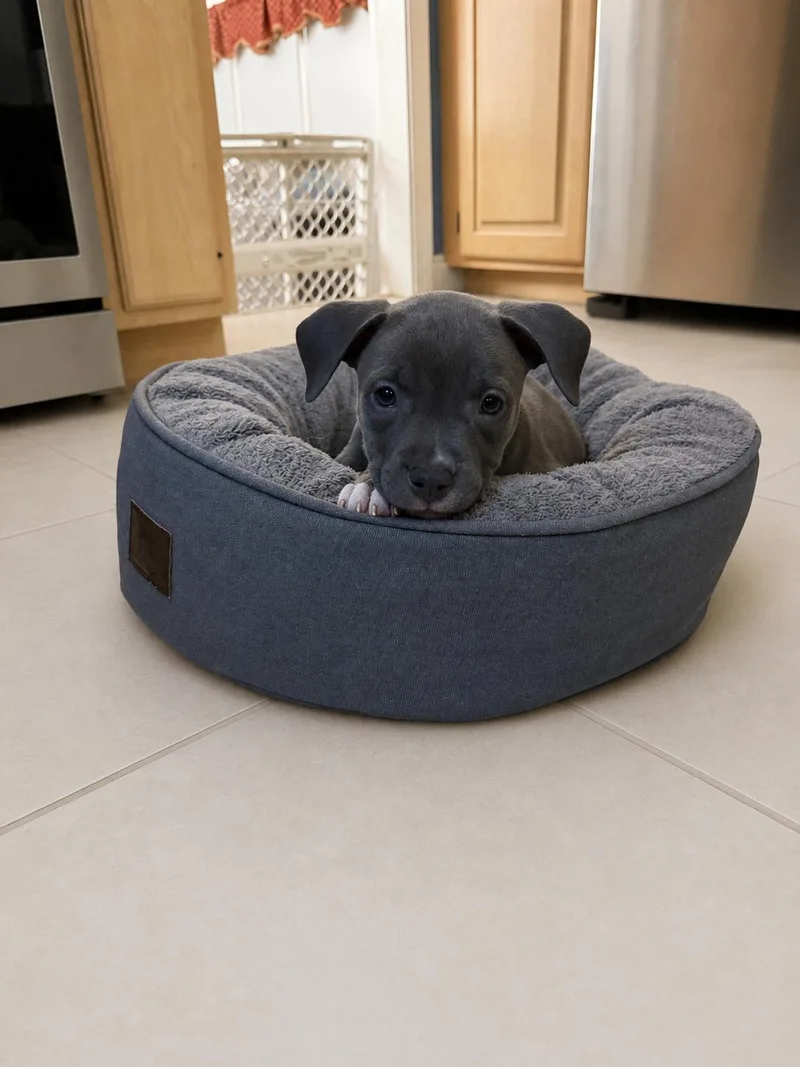 A baby medium-sized female Pit Bull Terrier dog named Martha for adoption in Avon, CT