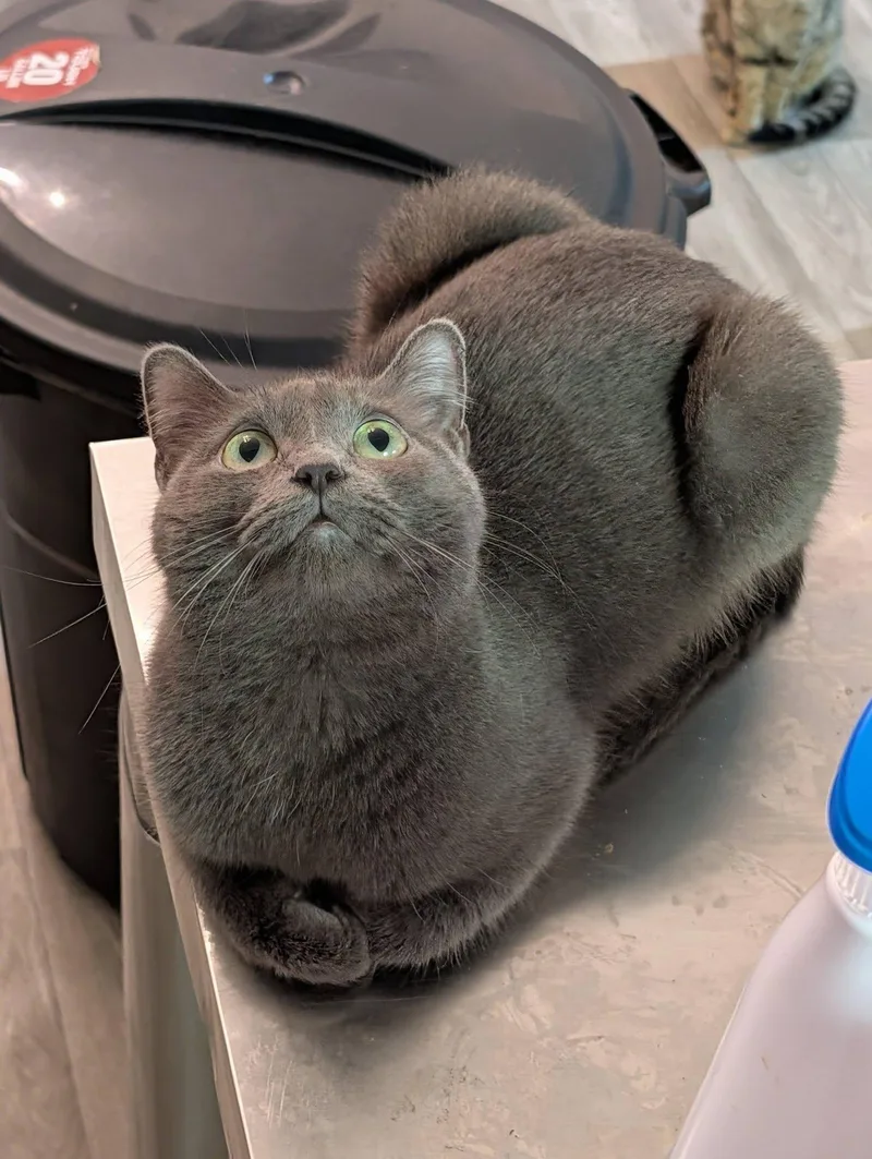 Valentine thumbnail 2