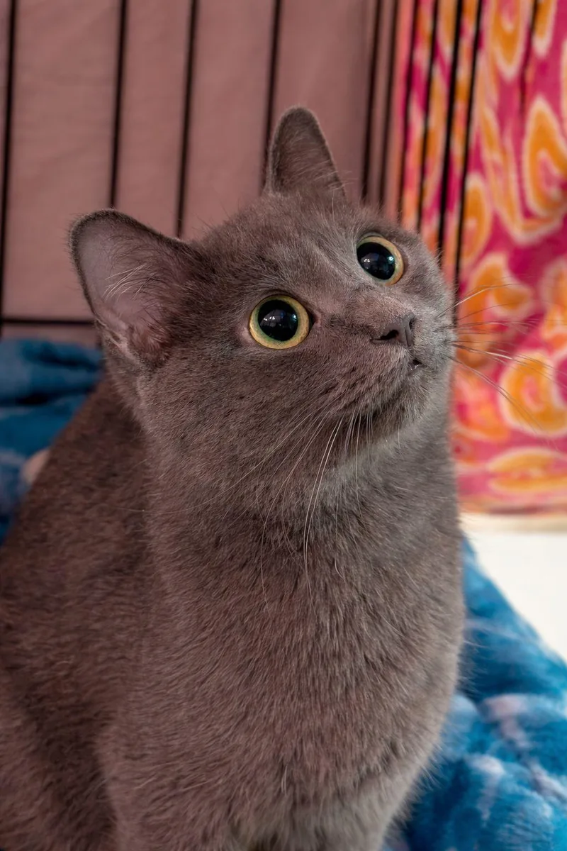 An adult medium-sized female Gray / Blue / Silver Domestic Short Hair cat named Valentine for adoption in Rocky Ridge, MD
