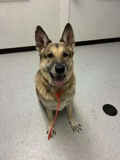 An adult large-sized male German Shepherd Dog dog named Gary for adoption in Roseburg, OR