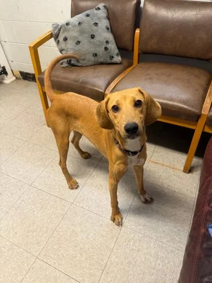 An adult small-sized female Yellow / Tan / Blond / Fawn Hound dog named Doe for adoption in North Myrtle Beach, SC
