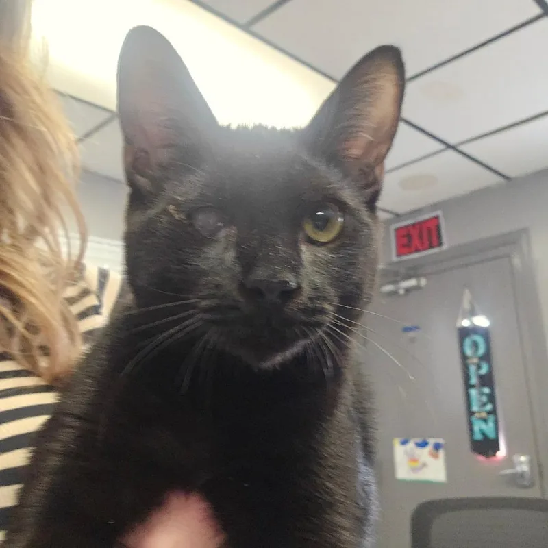 A baby small-sized male Black Domestic Short Hair cat named Simi for adoption in Spokane, WA