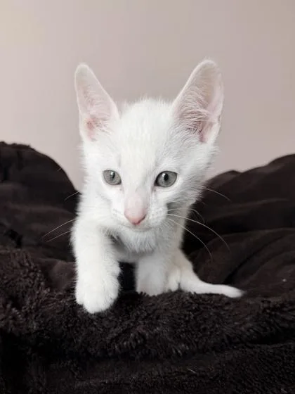 An adult small-sized male Domestic Short Hair cat named Finn for adoption in Barnesville, GA