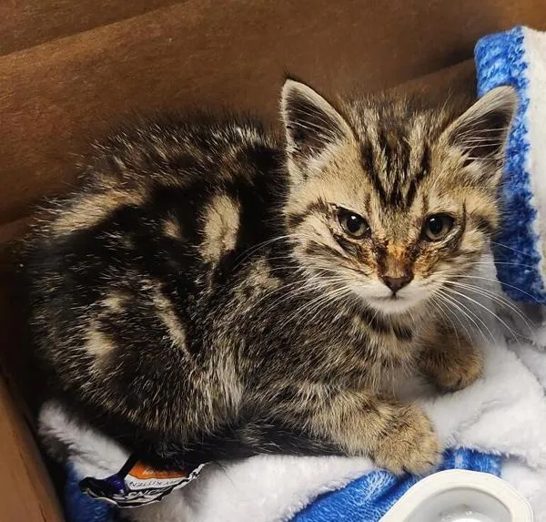 A baby small-sized female Domestic Medium Hair cat named Mirren for adoption in Oakland, CA