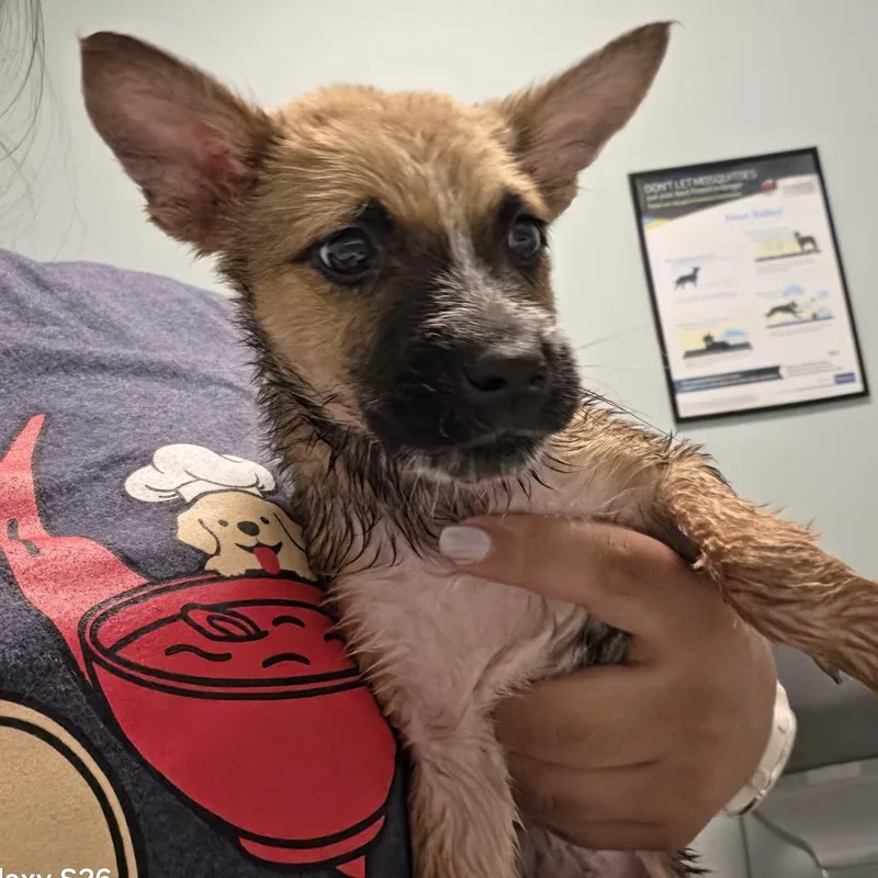 A baby small-sized male Black Mixed Breed dog named Spring for adoption in Leander, TX