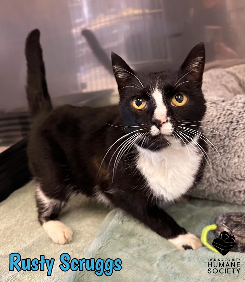 An adult medium-sized male Domestic Short Hair cat named Rusty Scruggs for adoption in Heath, OH