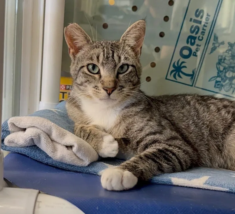 A baby small-sized male Domestic Short Hair cat named Carlos for adoption in Lemoore, CA