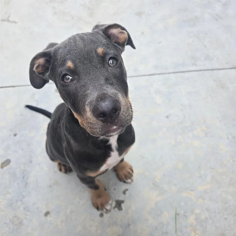 Rolo