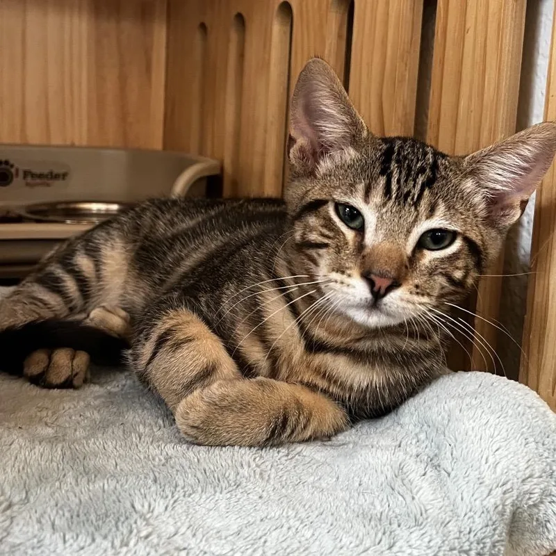 A baby small-sized male Brown / Chocolate Domestic Short Hair cat named Gus for adoption in Yucca Valley, CA