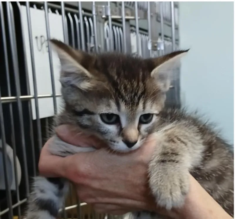 A baby small-sized female Tabby (Gray / Blue / Silver) Domestic Short Hair cat named Appalachia for adoption in Marshall, NC