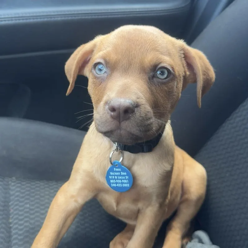 Huntsman Spider thumbnail 2