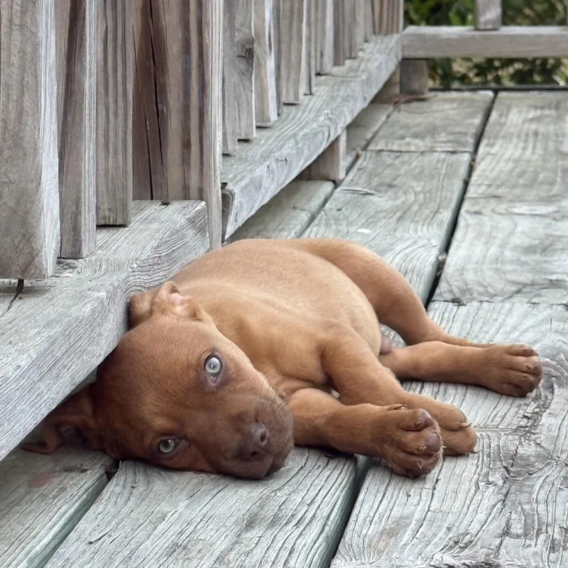 Huntsman Spider thumbnail 3