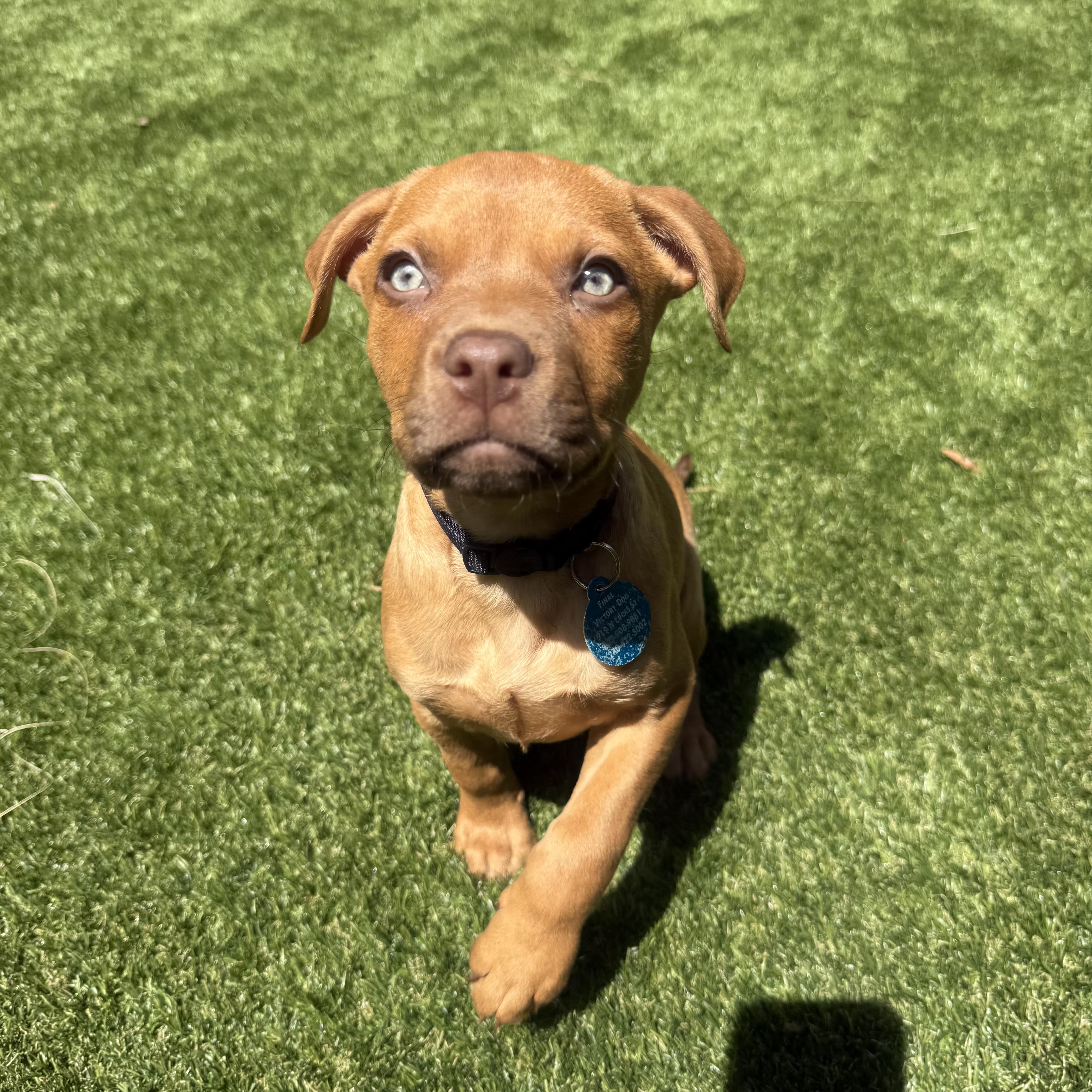 A baby medium-sized male Yellow / Tan / Blond / Fawn Hound dog named Huntsman Spider for adoption in Columbia, SC