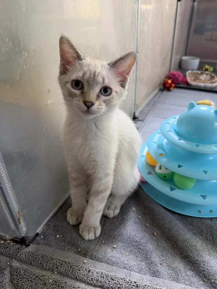 A baby small-sized male Gray & White Domestic Short Hair cat named Apollo for adoption in Omaha, NE
