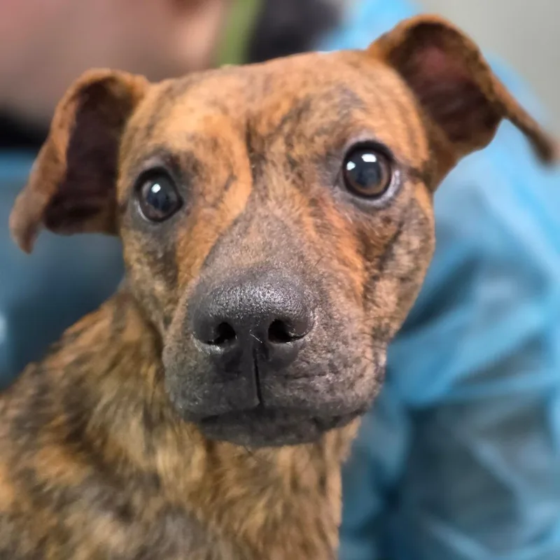 An adult small-sized male Brindle Mixed Breed dog named Mr. Man for adoption in Charleston, WV