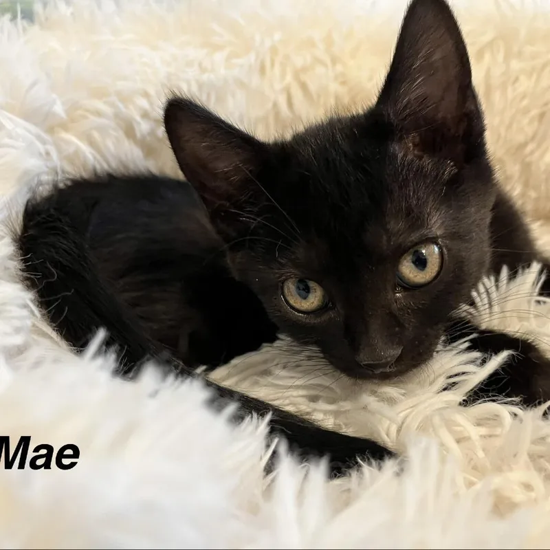 A baby small-sized female Domestic Short Hair cat named Mae for adoption in Lakewood, CO