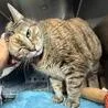 A senior extra large-sized female Brown / Chocolate Domestic Short Hair cat named Lola for adoption in Oyster Bay, NY