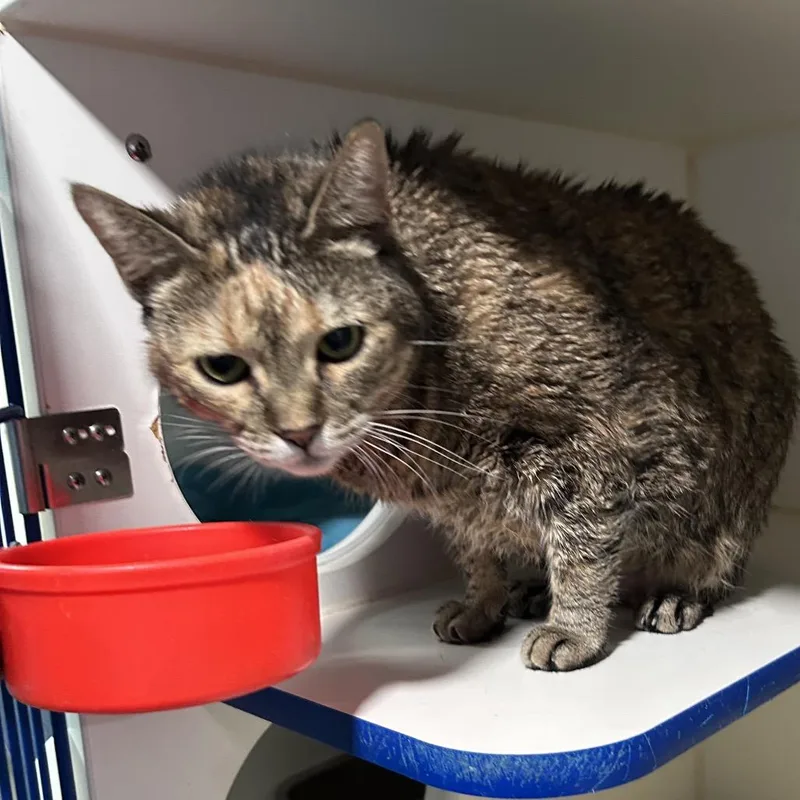 Lola thumbnail 2
