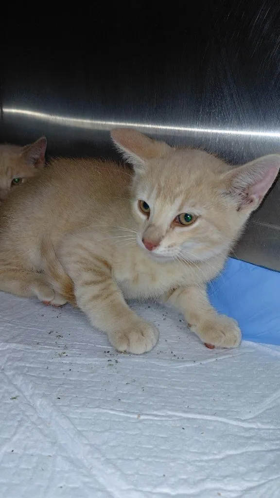 A baby medium-sized male Domestic Short Hair cat named Briar for adoption in Cincinnati, OH