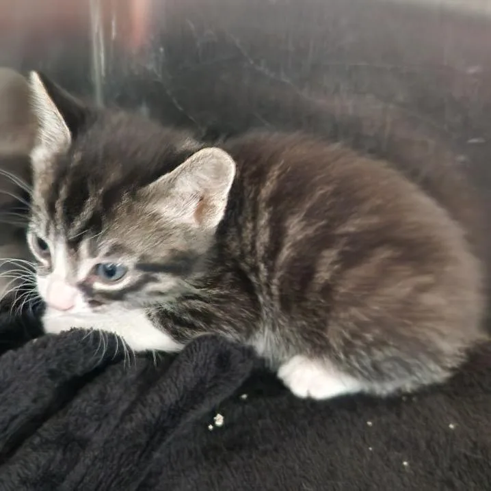 A baby small-sized female Gray / Blue / Silver Domestic Short Hair cat named Dolly for adoption in Cedaredge, CO