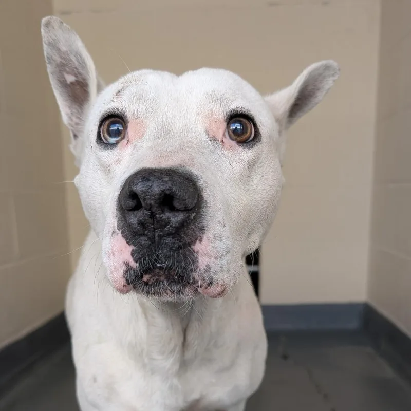 An adult medium-sized male White / Cream Pit Bull Terrier dog named Artie for adoption in Birdsboro, PA