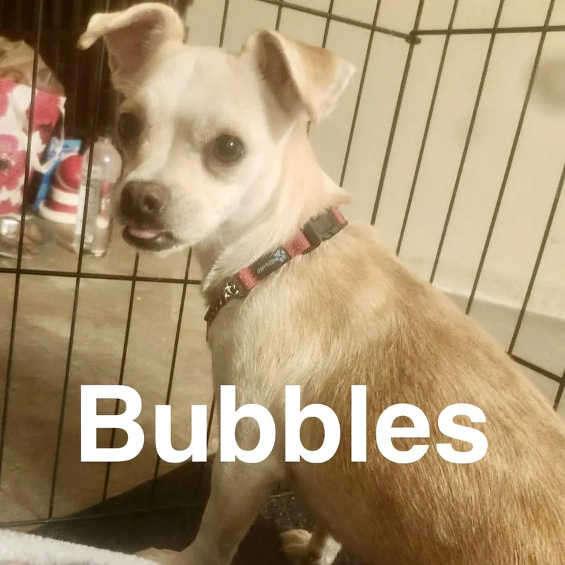 Bubbles thumbnail 3