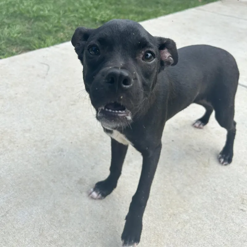 Pheasant thumbnail 2