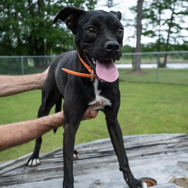 Pheasant thumbnail 3