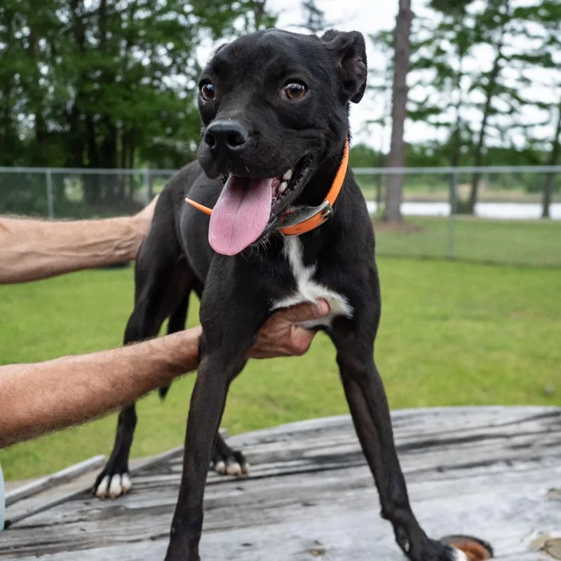 Pheasant thumbnail 4