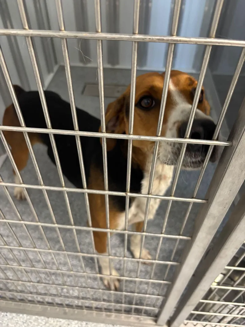 An adult medium-sized male Coonhound dog named Gunner for adoption in bellefontaine, OH