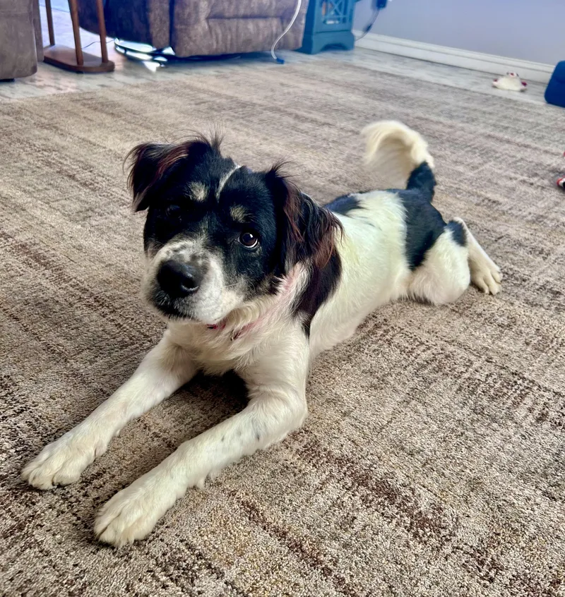 An adult medium-sized female Australian Shepherd dog named Moo for adoption in Clinton, IL