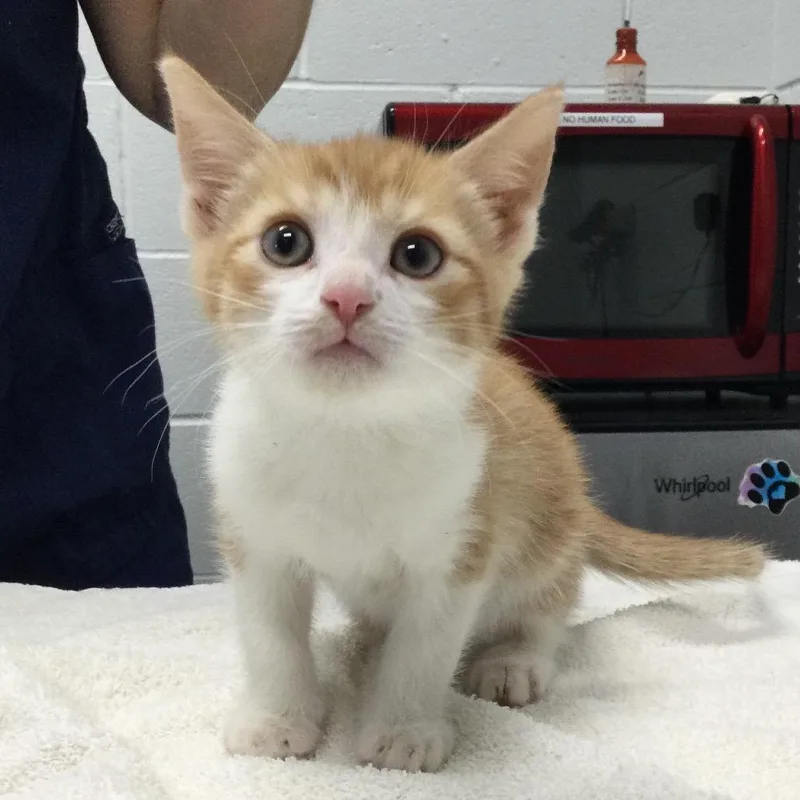 A baby small-sized male Orange / Red Domestic Short Hair cat named Benny for adoption in Marshall, VA