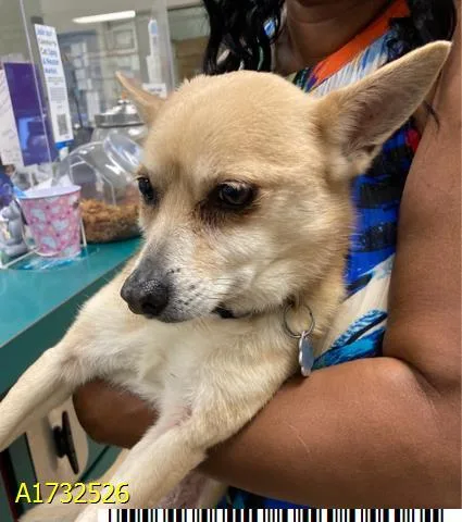 A senior small-sized female Mixed Breed dog named Dior for adoption in West Palm Beach, FL