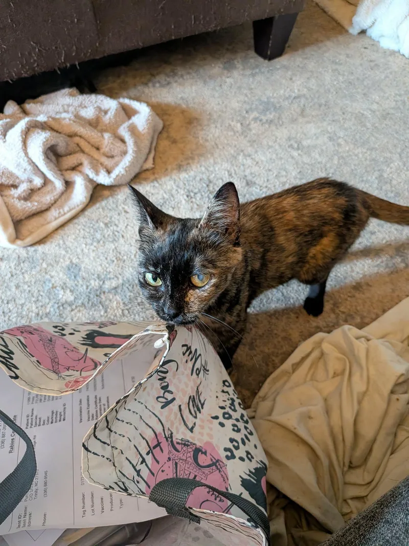 An adult medium-sized female Tortoiseshell cat named Andy for adoption in Trinity, NC