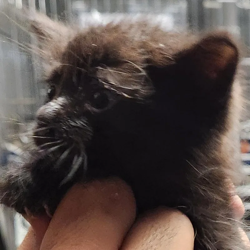 A baby small-sized female Black Domestic Short Hair cat named Ceres K for adoption in Corsicana, TX