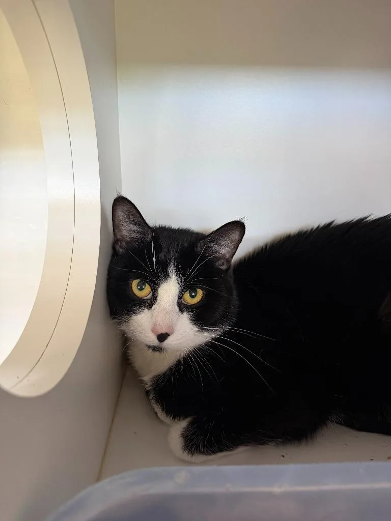 A young small-sized male Domestic Short Hair cat named Peanut for adoption in Hyde Park, NY