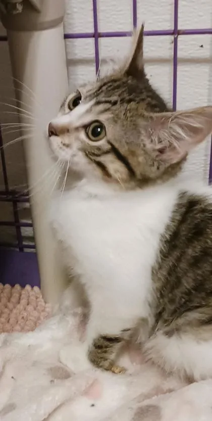 A baby small-sized female Domestic Short Hair cat named Tilly for adoption in Clinton, MO