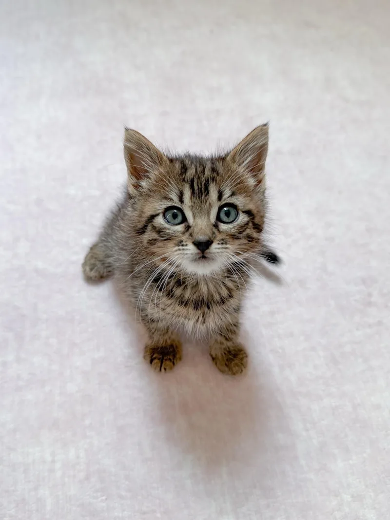 A young medium-sized male Tabby cat named Liam for adoption in New Orleans, LA